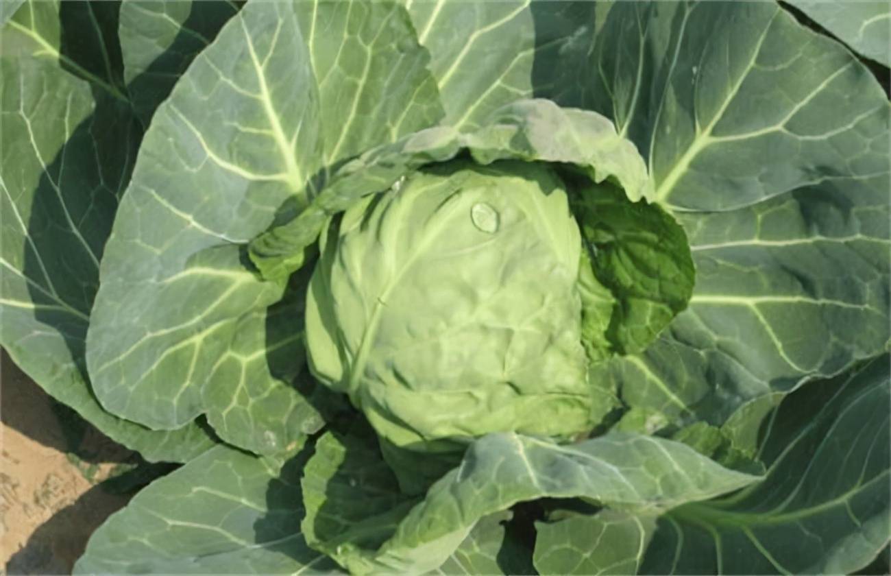 甘蓝软腐病如何防治?_植株_药剂_病株