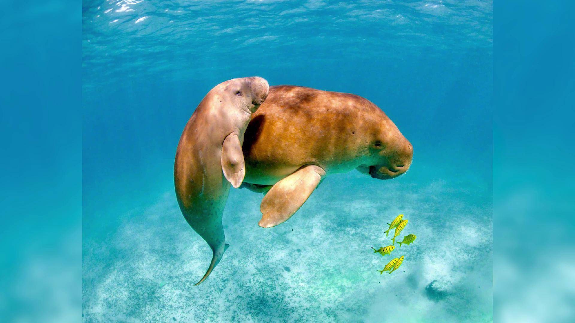 中国"美人鱼"儒艮被宣布灭绝?