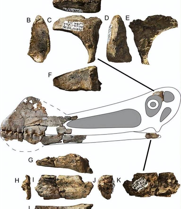 来自澳大利亚白垩纪中期的翼龙_掌骨_部分_标本
