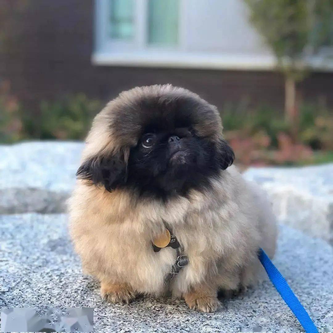 分享这只黑脸小煤球,你这个月的非气都会转移到它脸上!