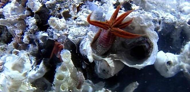 庞贝蠕虫:百毒不侵,开水洗澡_生活_温度计_动物