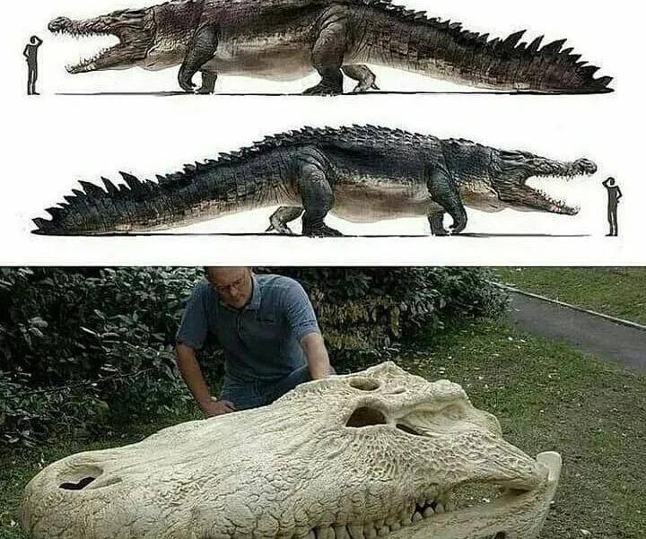 最大的史前鳄鱼图片