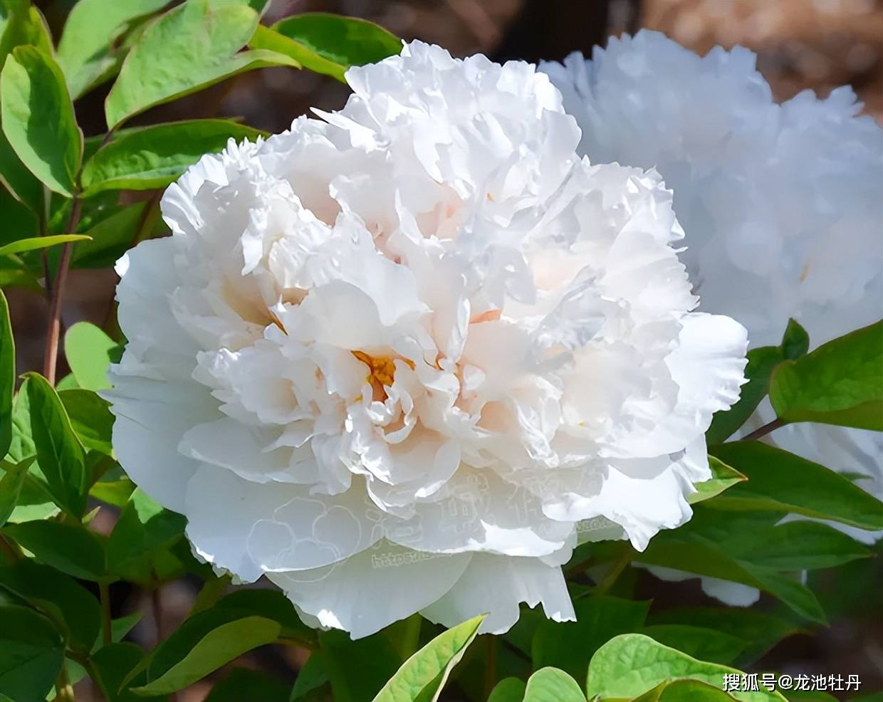 龙池牡丹|牡丹九大色系鉴赏指南-白色系牡丹_白雪塔_景玉_凤丹