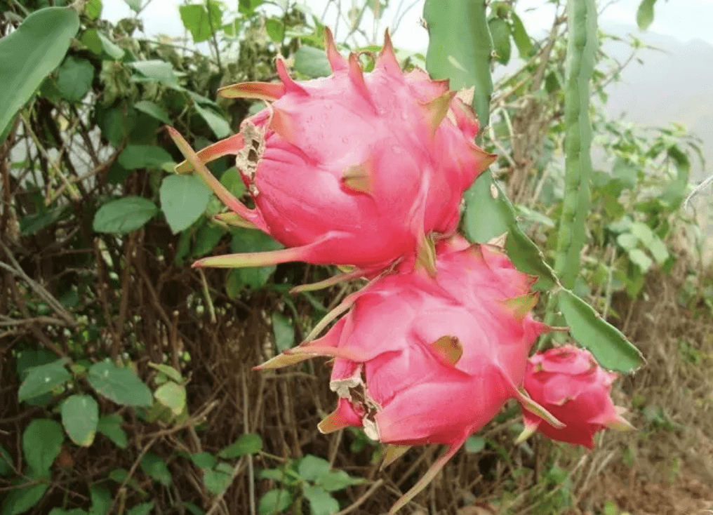 1种果树开出"剑花",人称"树上软黄金",晾干后1斤300,珍贵_花朵_火龙果