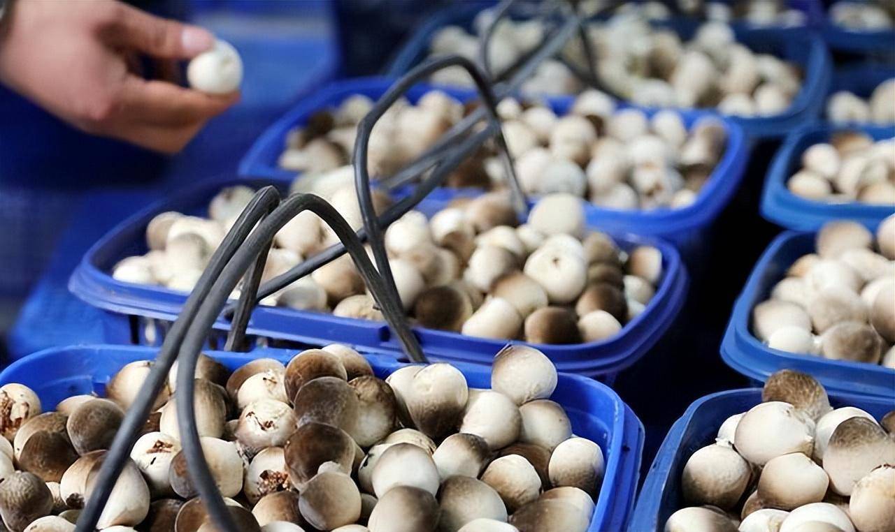 打造供应链体系是关键_发展_曲江区_产品