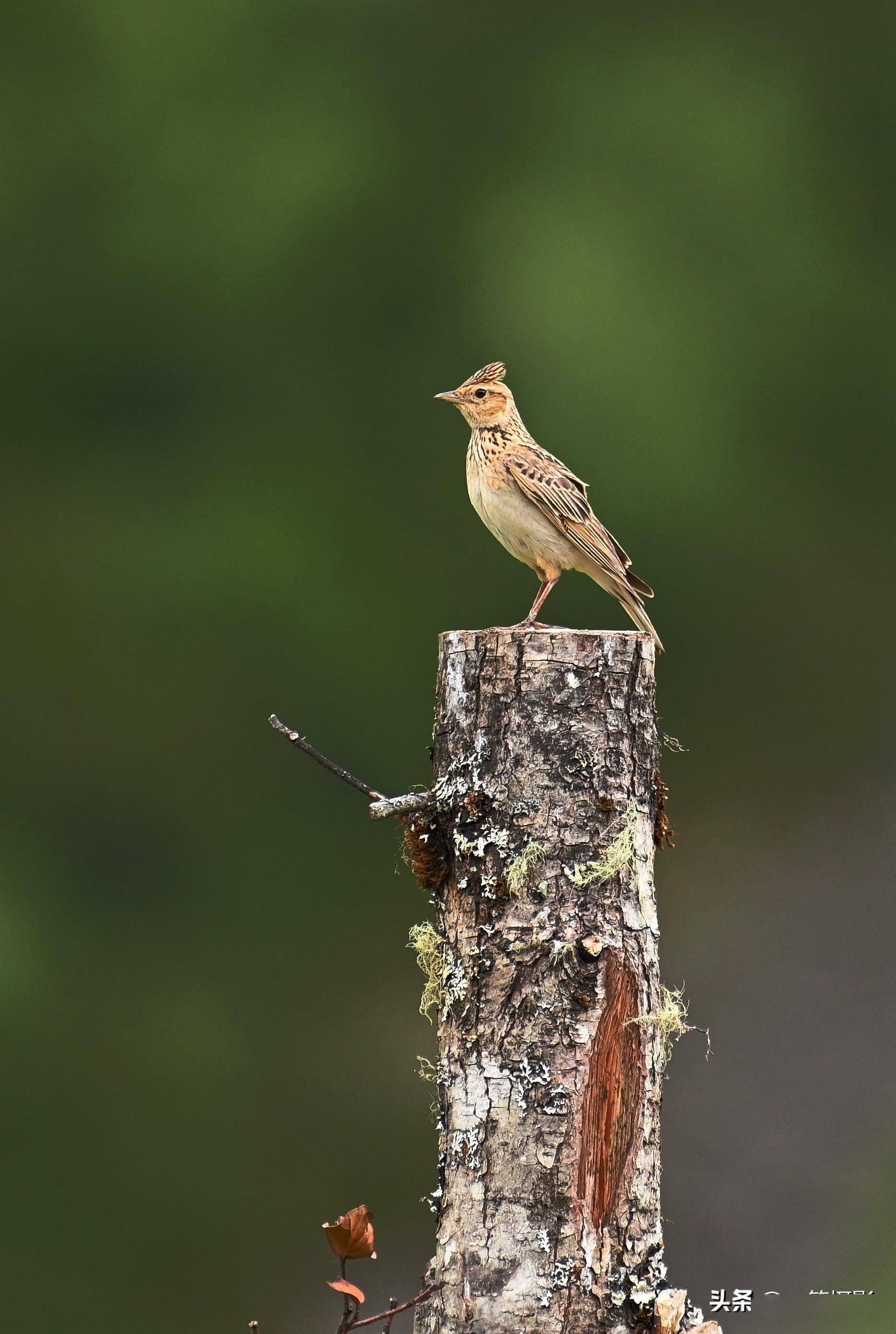 偶然发现,小云雀蹲的这棵树桩很像一个吉他手_林芝_西藏_画面