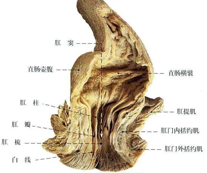 外括约肌的深部和邻近的部分肛提肌(耻骨直肠肌)纤维共同构成的肌环