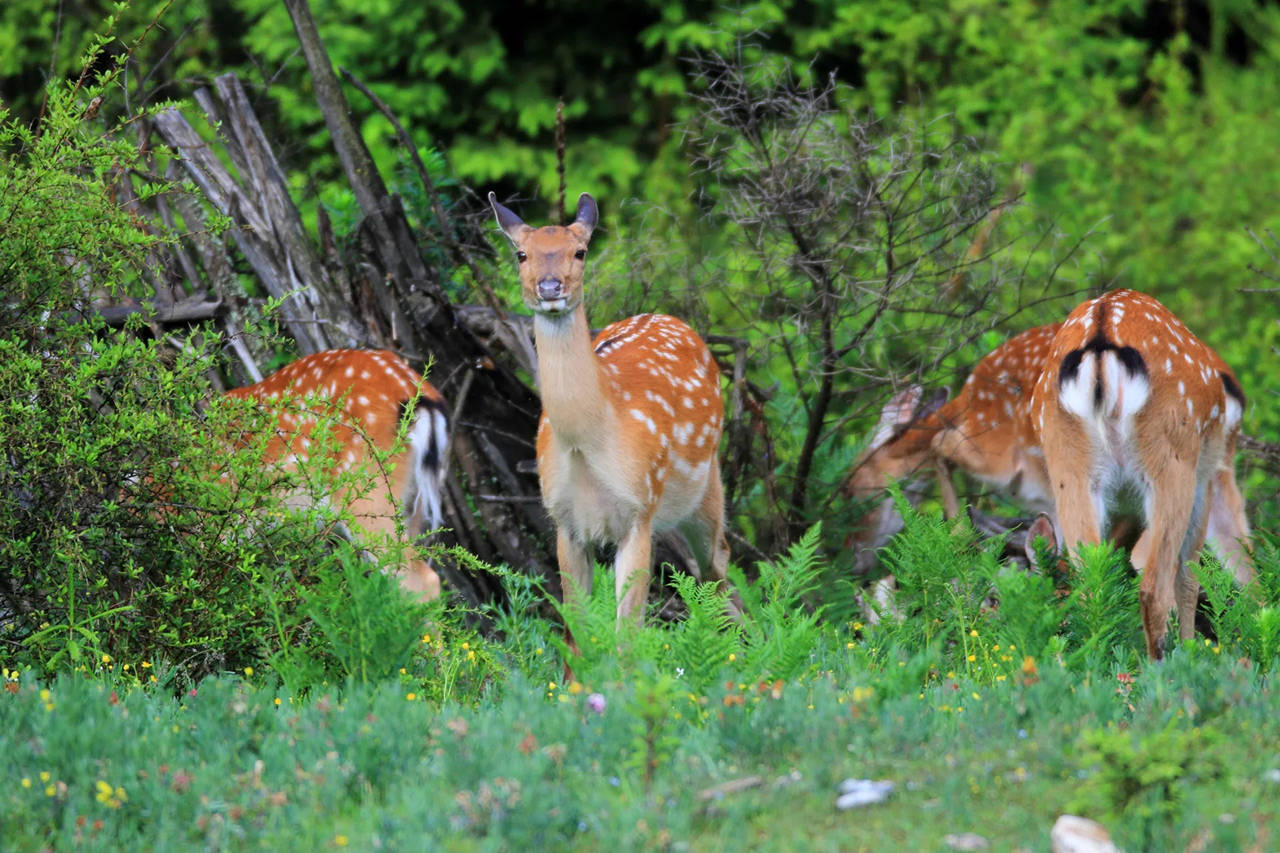 湖北武汉出现梅花鹿,顶着烈日在路上疯狂奔跑,一路跑进了二环_动物