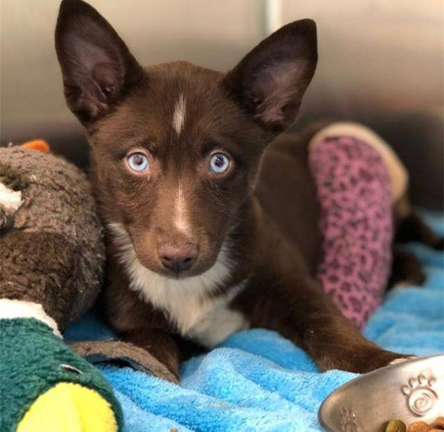 酷似二郎神的狗狗因贪玩骨折,检查发现品种特殊,原来和二哈有关_救助