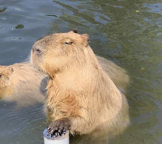 慵懶趴地上,被人摸就閉眼享受,甚至側躺露肚皮睡覺_動物界_治癒_表情