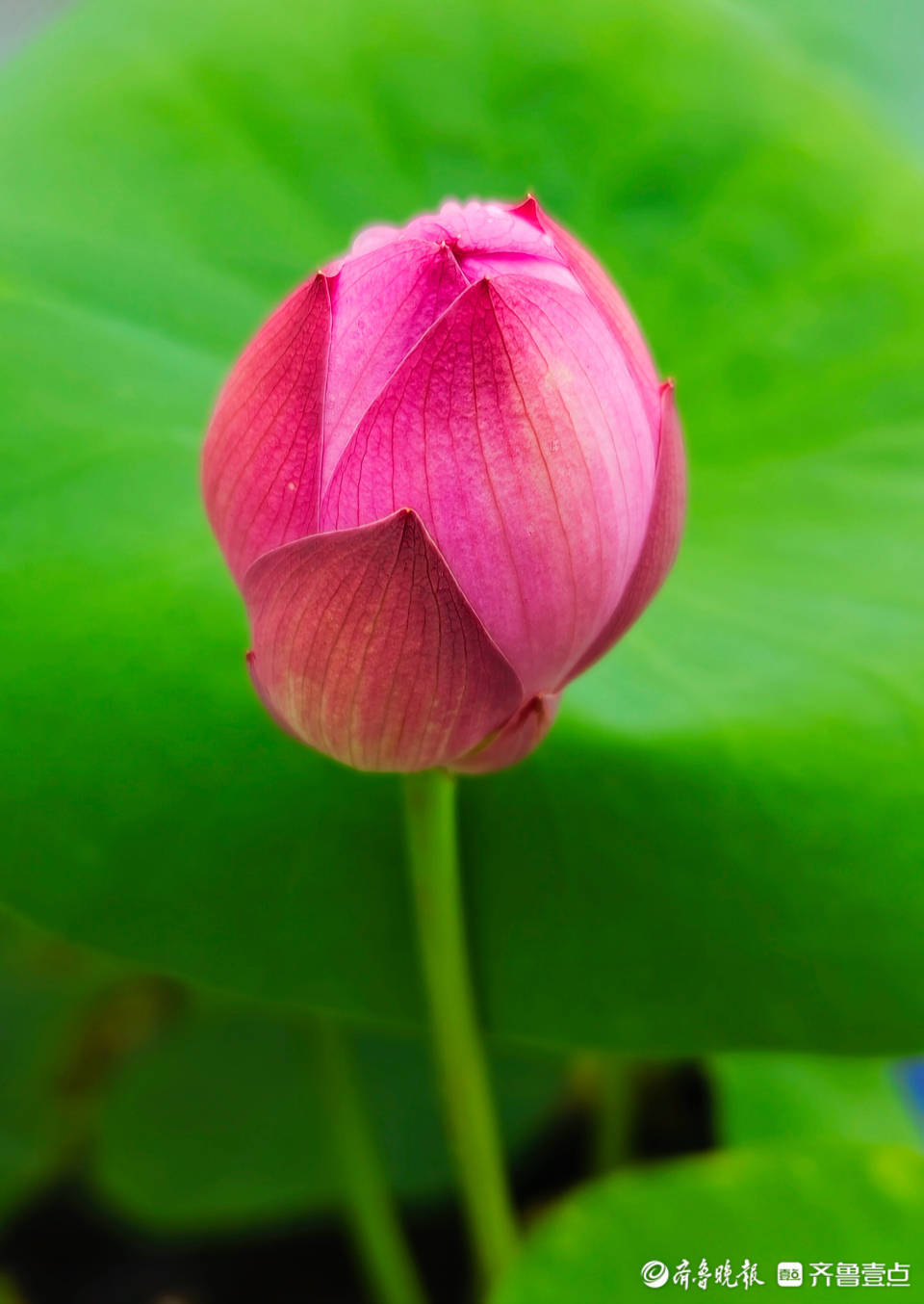 秋日荷花含苞待放_农家_古镇仿_院里