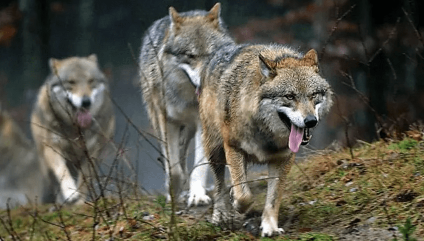 新疆昆仑山发现11只狼外出觅食，围杀900斤牦牛，猞猁被吓到树上