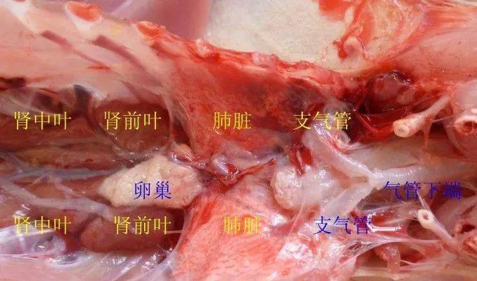 鸡心脏解剖图图片