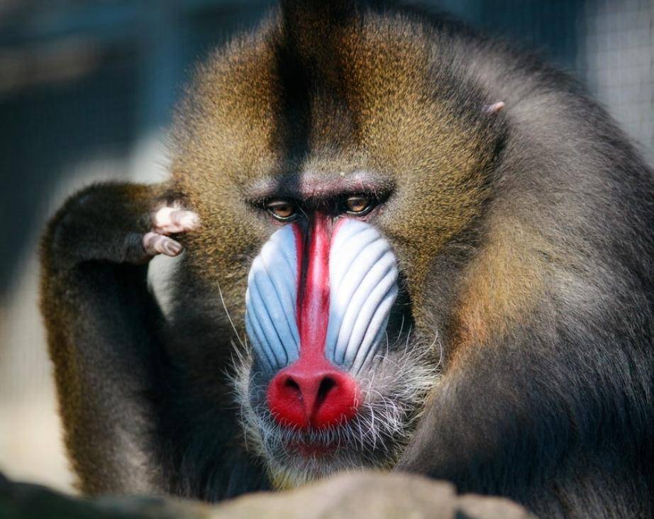 比如说单手能撕开一头老虎,一只脚便能抬起半边山,山魈寿与天齐,能死