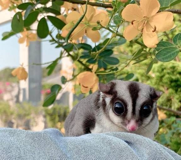 怎样看蜜袋鼯养得好不好,健不健康?