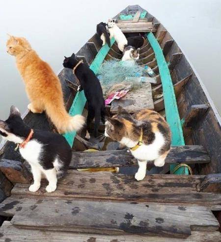 主人带着猫咪坐小船,猫咪坐在船头霸气无比:这片鱼塘本喵承包了_游泳