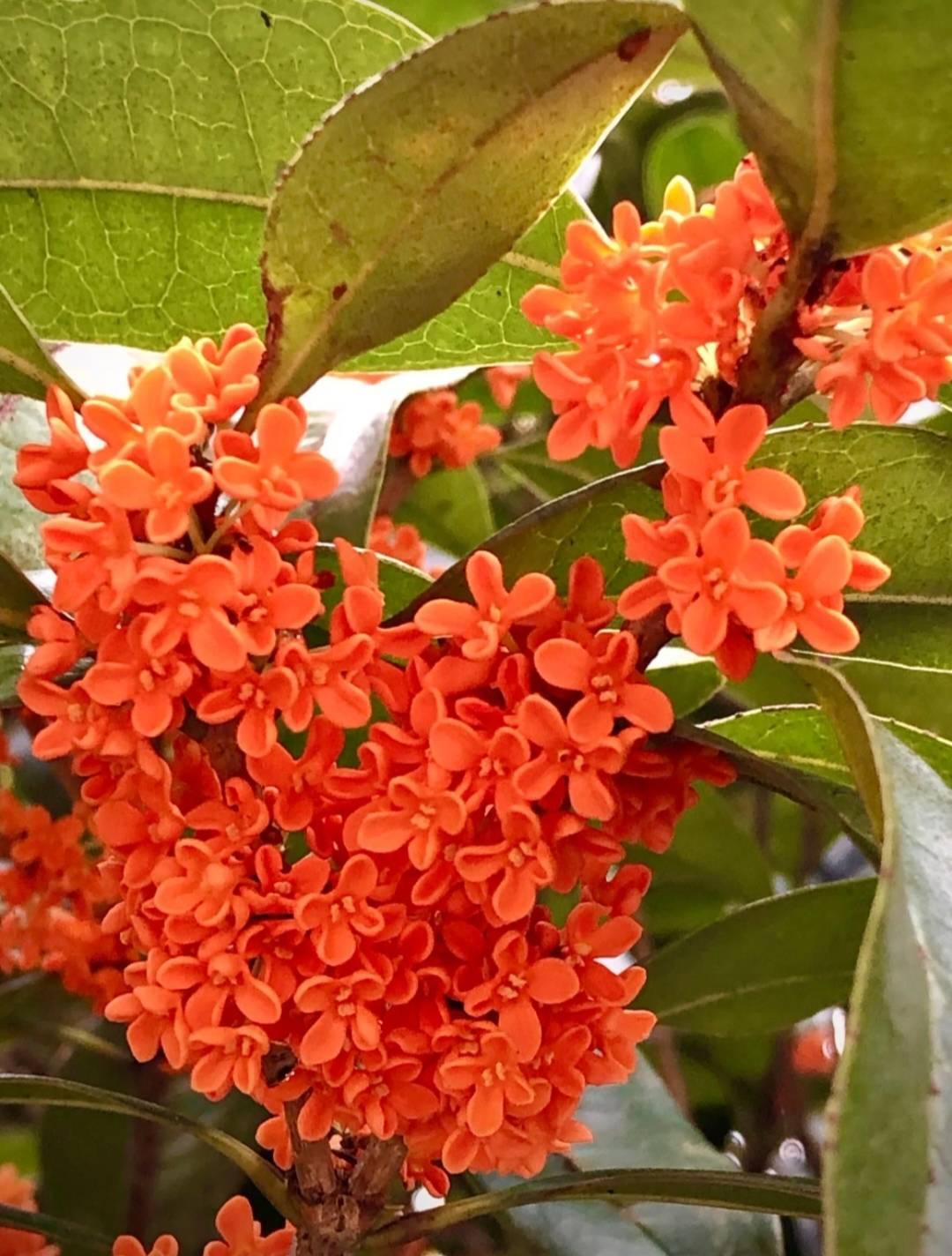 簌簌桃花笑春風,九里飄香雨桂花_黃色_海洋_低溫