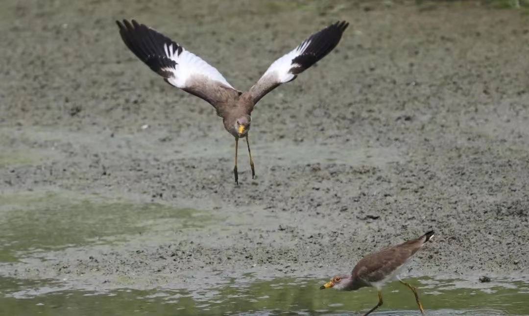 安徽巢湖：好生态吸引珍稀水鸟在这里聚集