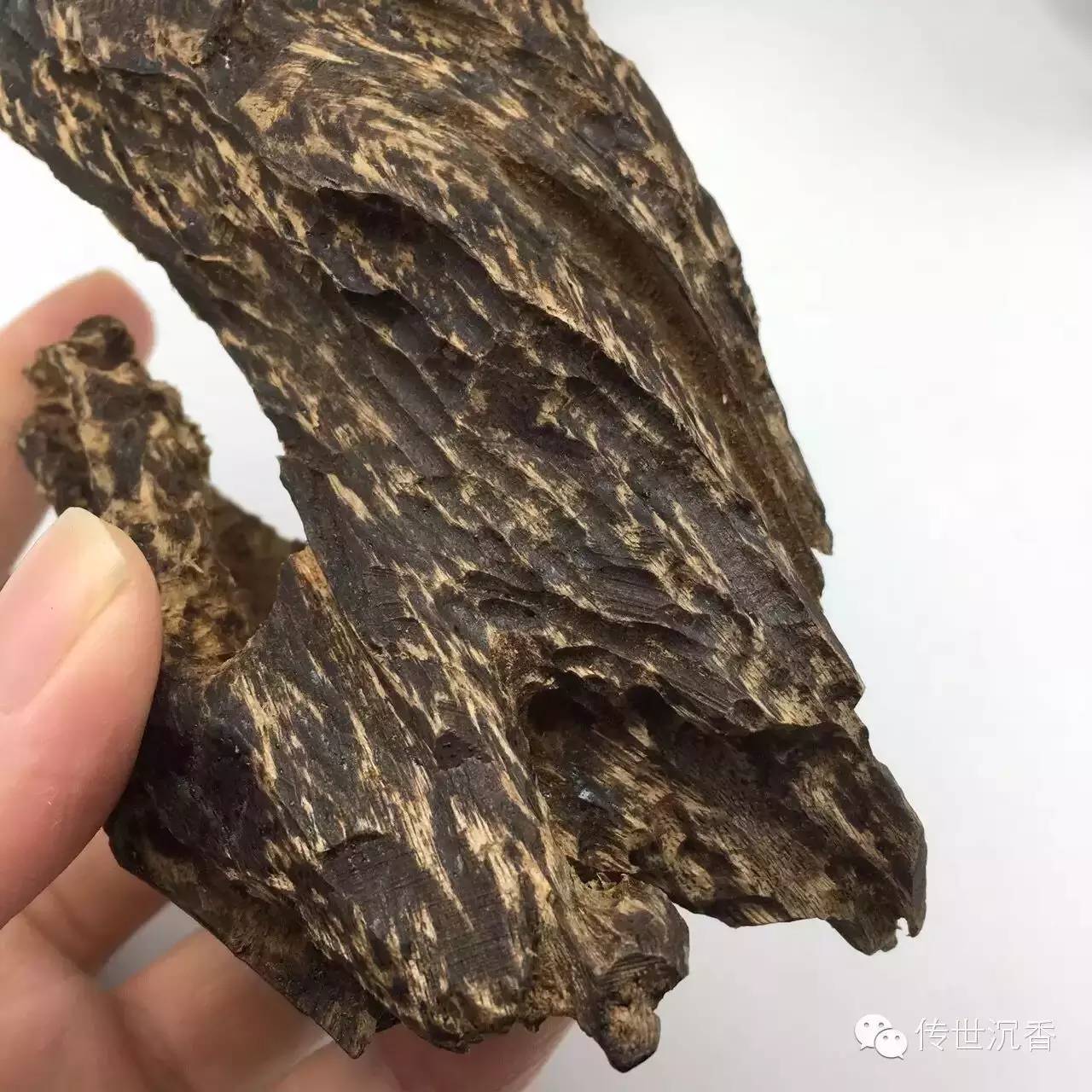 沉香树结香的条件和取香方法！_树干_伤口_木质部