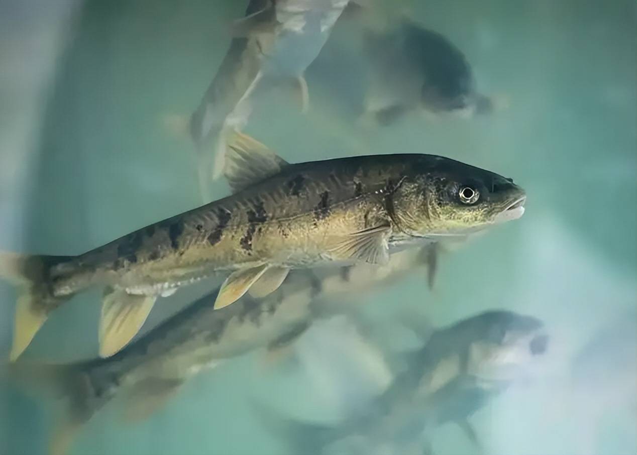 西藏湖里竟然存在多达8亿公斤的鱼,至今没人敢吃,究竟是为何?_羊卓雍_