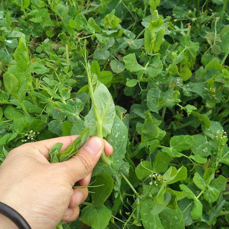 栽培簡單,收益高,營養豐富又好吃_茼蒿_品種_溫度