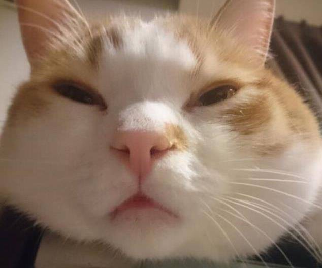 哈哈哈,笑得太丑太丑,把猫都笑得合不拢嘴.