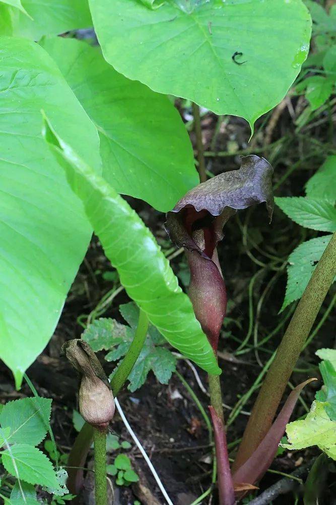 2.澤瀉目 天南星科 斑龍芋屬 獨角蓮1.