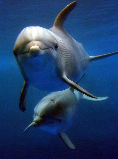 宽吻海豚的生殖缝扒开图片