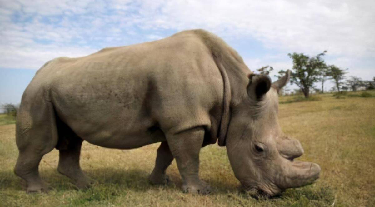 地球上仅存2只北部白犀牛,还都是雌性,能阻止它们灭绝吗?