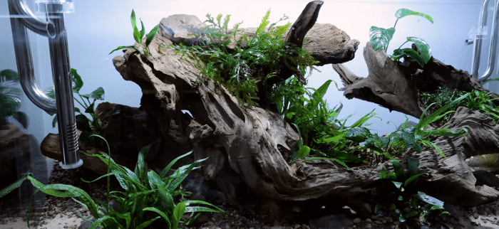水族_石头_细节