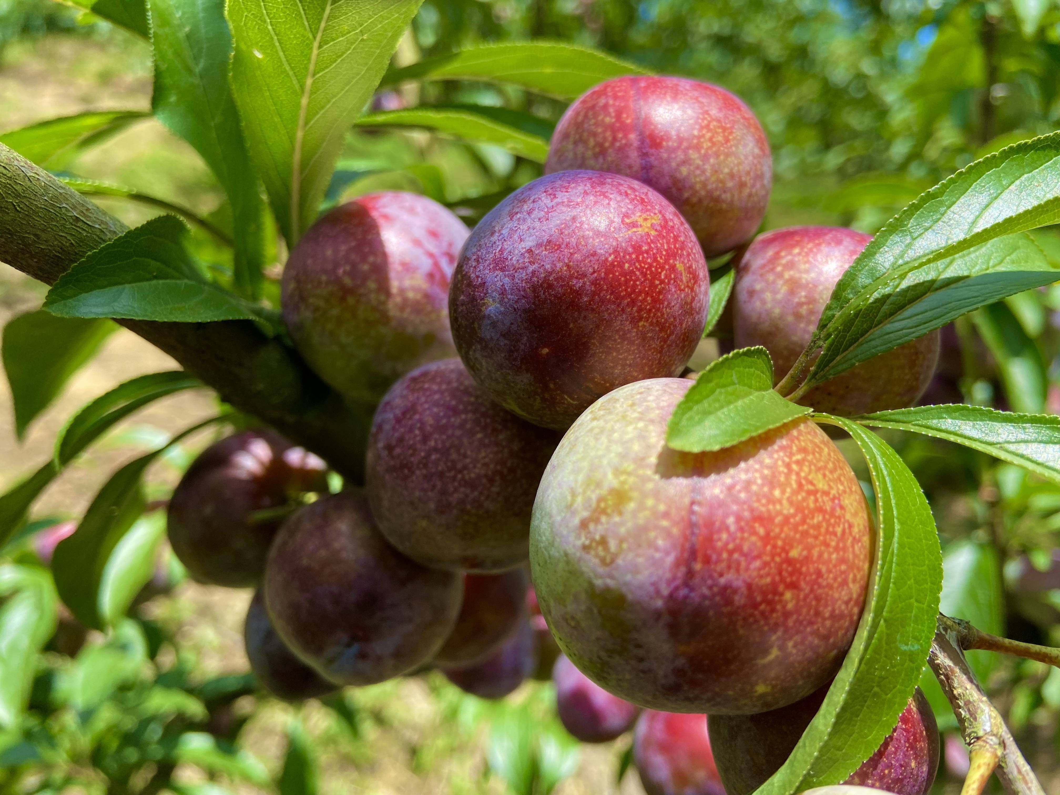 麻江:百亩李子喜丰收 果香扑鼻引客来_塘村_陈仁_果园