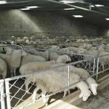 几种适用的羊舍搭建案例_养殖_效果_防护