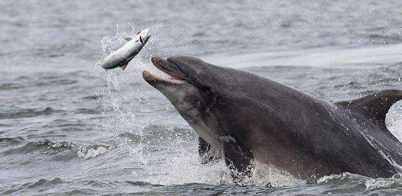 海豚生殖裂图片