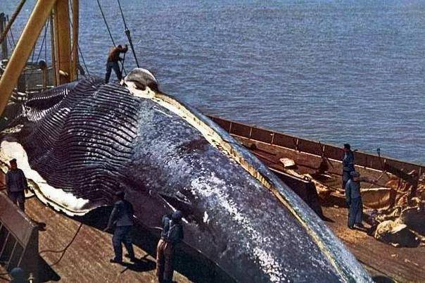 蓝鲸那么大,如果有鲨鱼或者虎鲸来咬它怎么办?