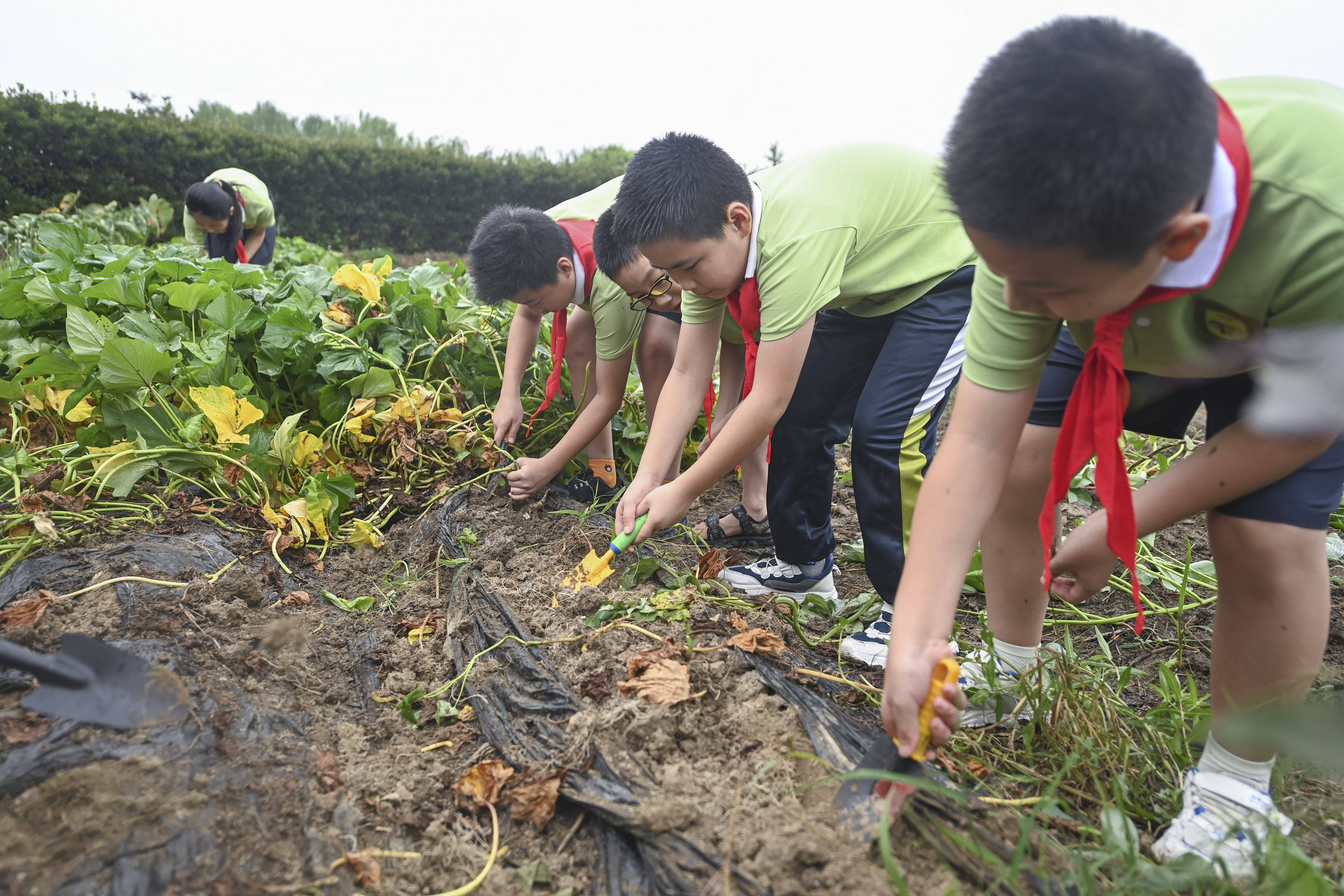 嘉兴市新丰镇中心小学学生在校园农场挖番薯