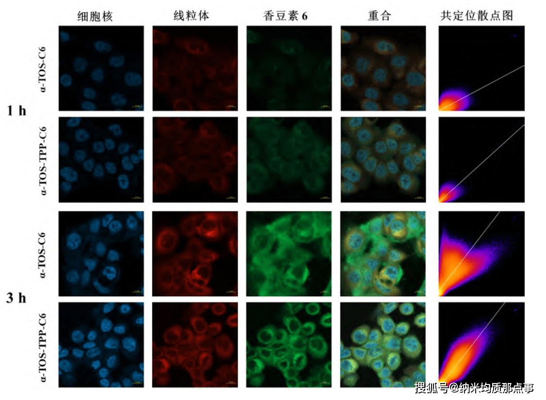 图5 α-tos-c6和α-tos-tpp-c6孵育1,3h后激光共聚焦显微镜图片及共