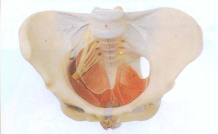 深度解剖骨盆和盆底肌, 別再說不了解了_恥骨_肌肉_女性