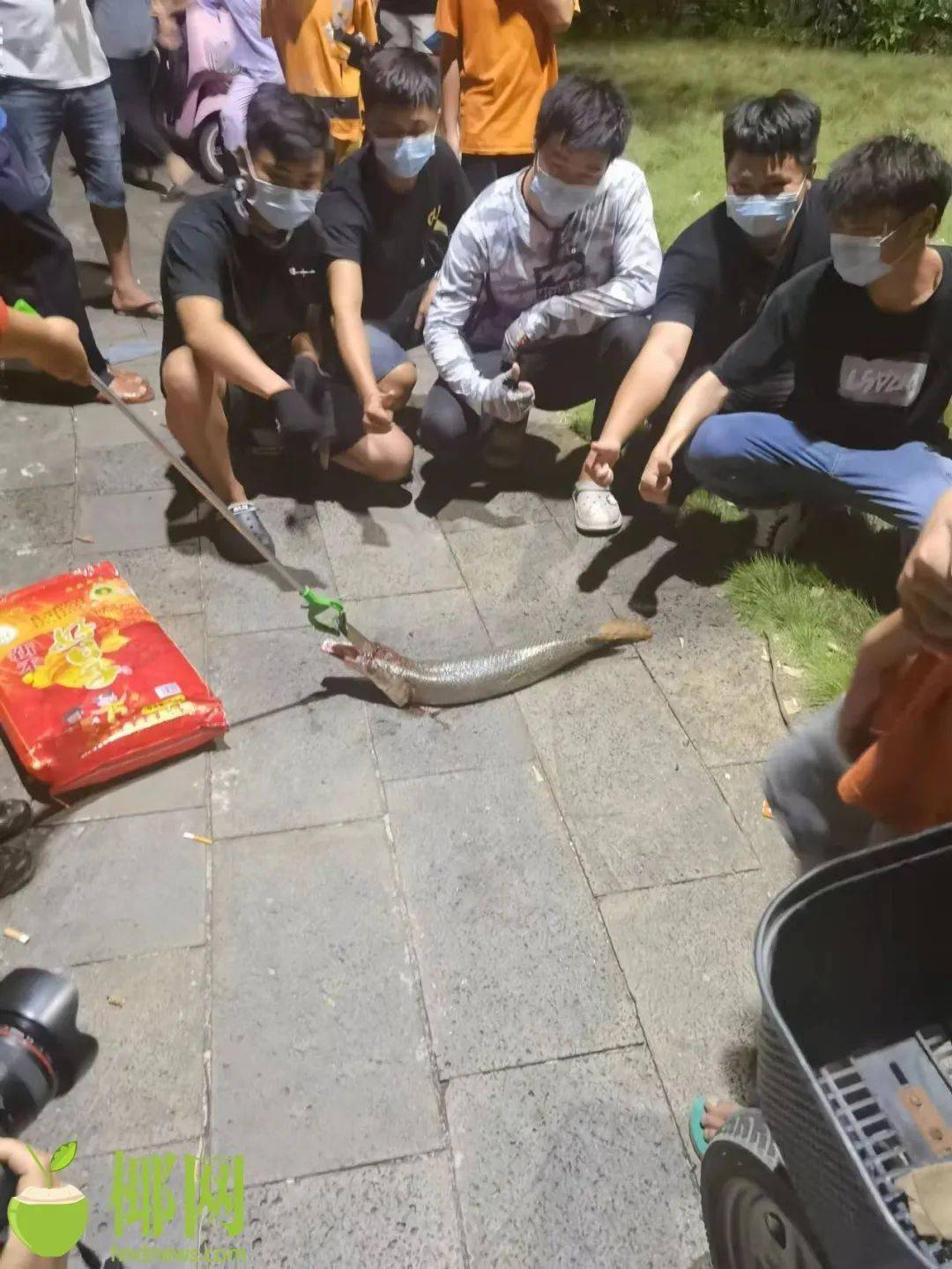 最新海口苍东村又钓到1条鳄雀鳝已钓捕了4条怪鱼