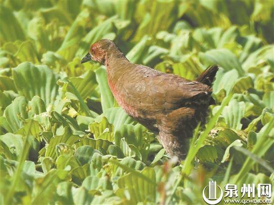 泉州首现珍稀鸟类红胸田鸡_先生_田埂_相机