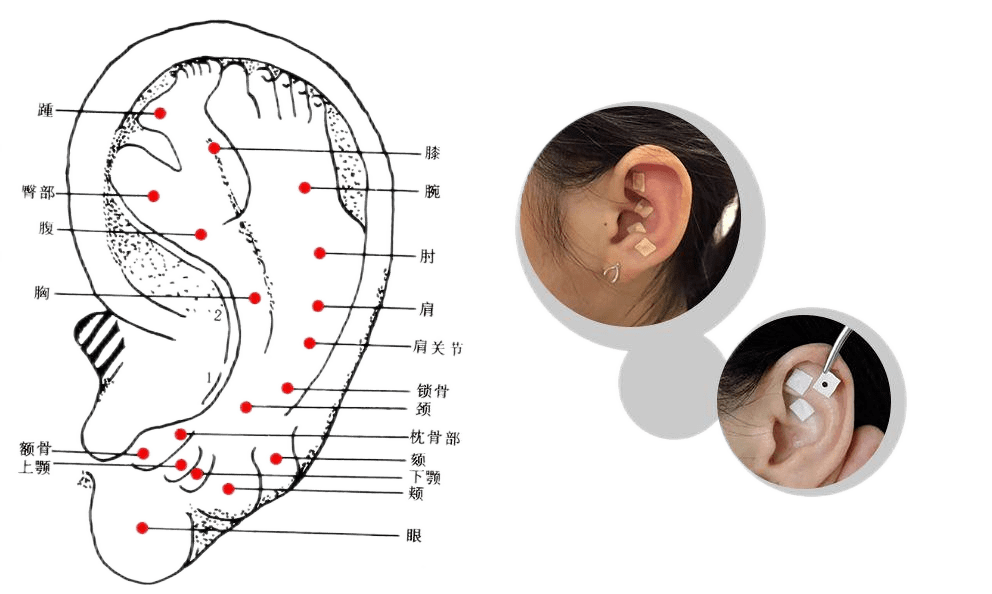 许多人并不知道,耳朵不只是听觉器官,事实上,它记录了人体健康发展的