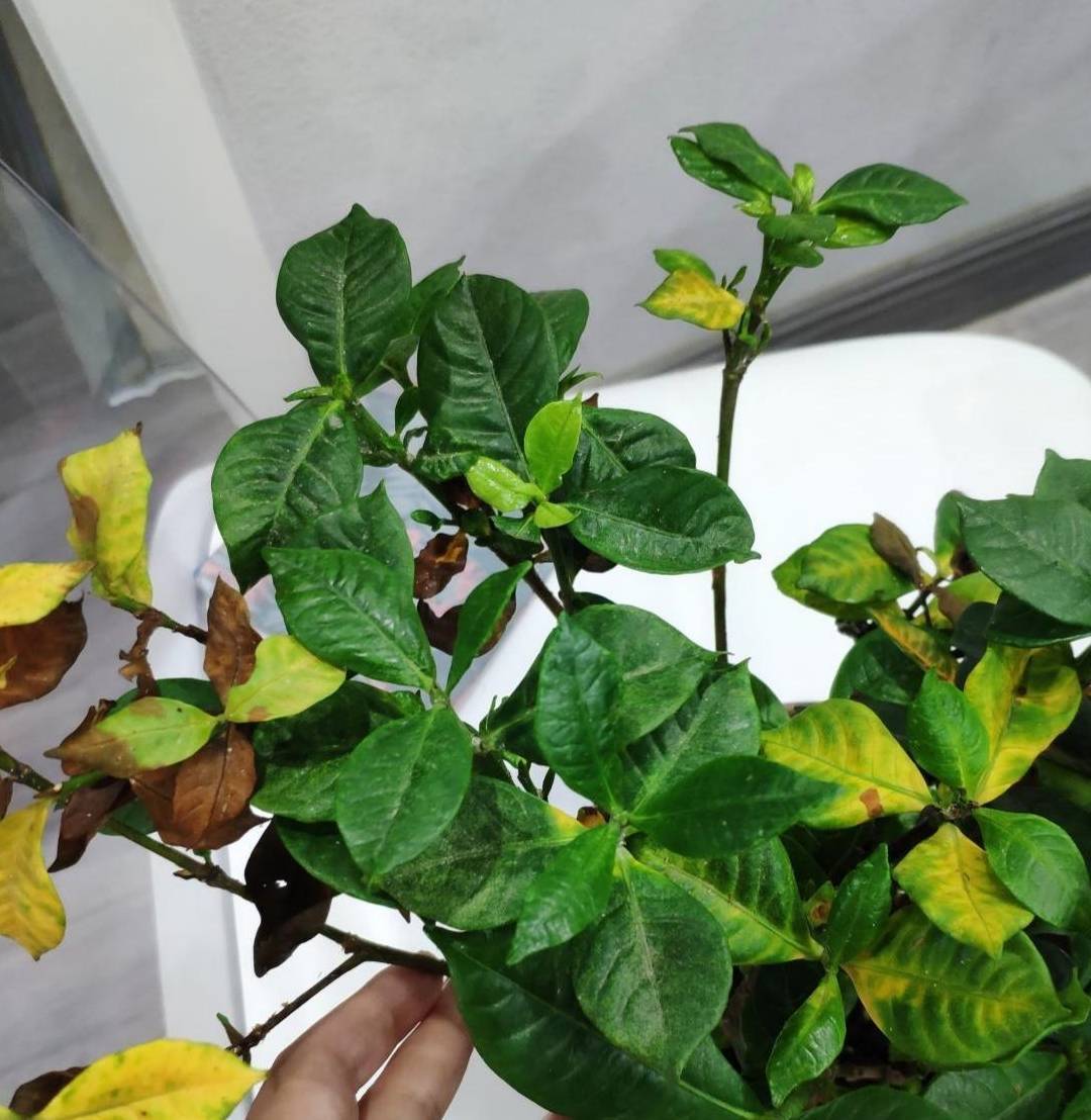 3种漂亮花就是太难养了建议新手放弃