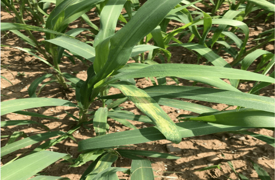 【科普专家课堂】谷子白发病该怎么防治?