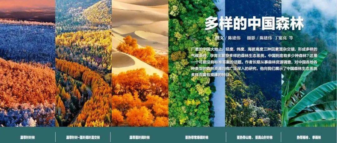 四大区、六类型，帮你把握多彩的中国森林_针叶林_摄影_亚热带