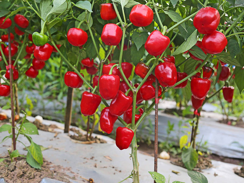 灯笼椒的种植要点,帮你实现丰产和优产,看到等于赚到!_进行_品种_大棚
