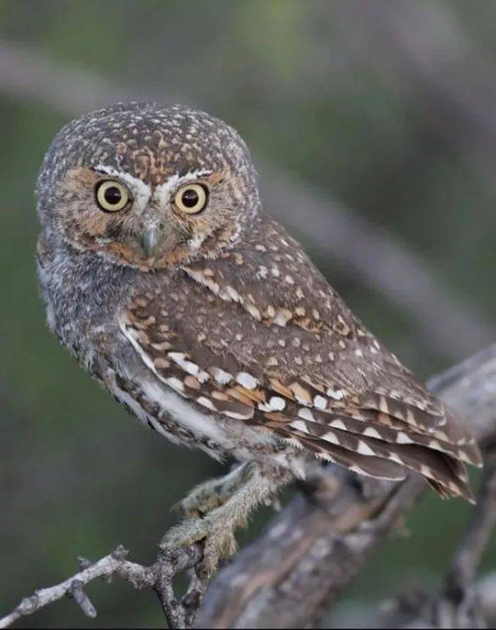 鸺鹠花鳗鲡小灵猫松雀鹰法院审理泉州法院认为,被告人潘某某违反国家