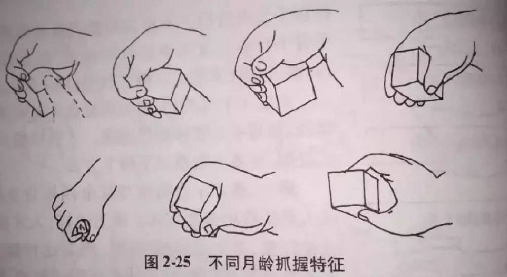 图解抓握的发育过程手的基本动作包括:非抓握动作与抓握动作两大类,非