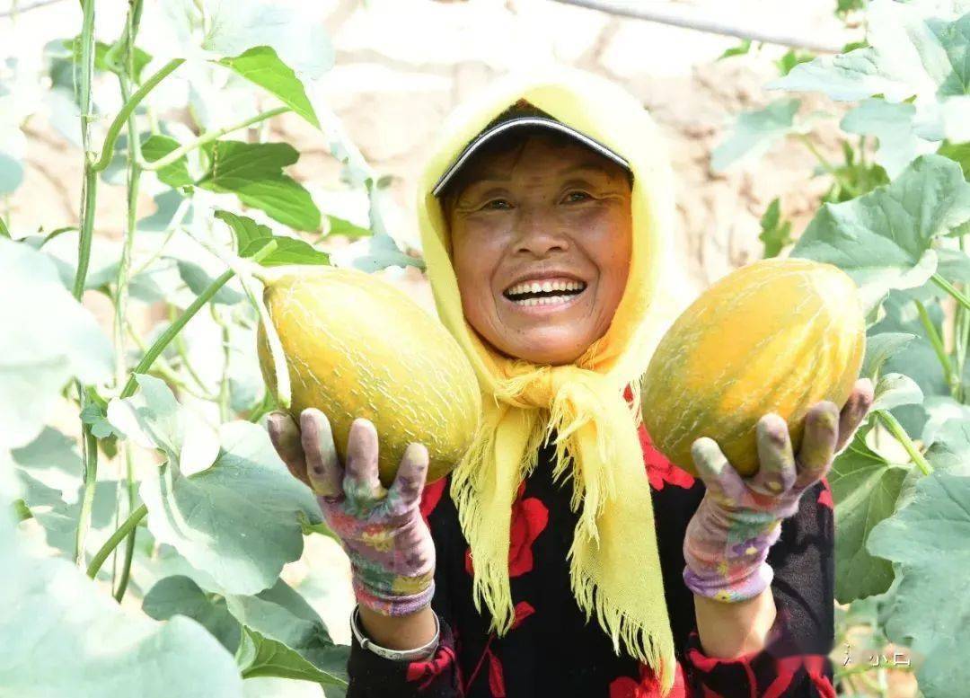 宛如饮下金色的蜜糖一口吃下去含糖量超过16度有着"天下第一瓜"之称的