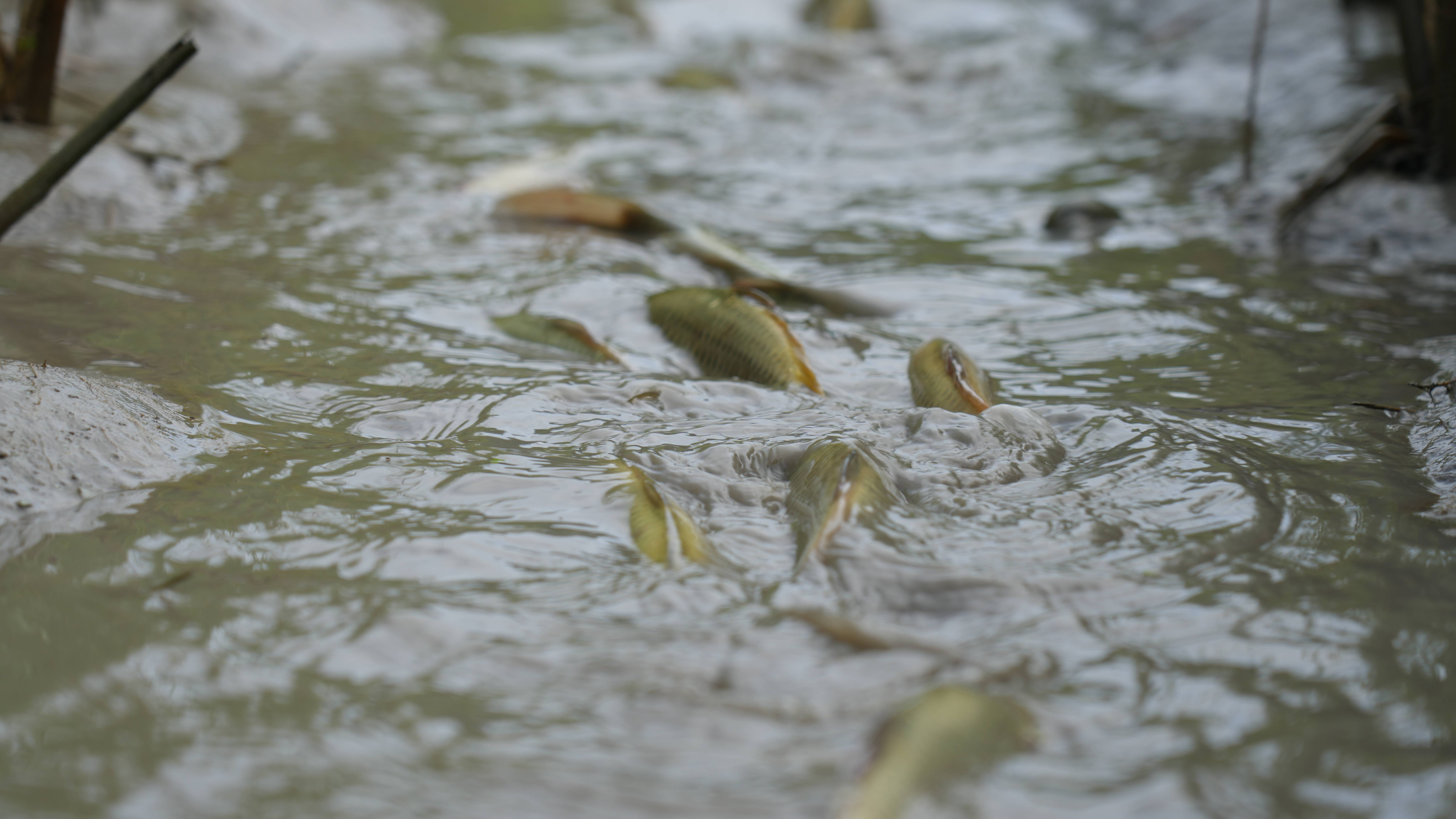 黎平:"稻 鱼"综合种养效果好 稻香鱼肥双丰收_吴庭儒_稻田_农业