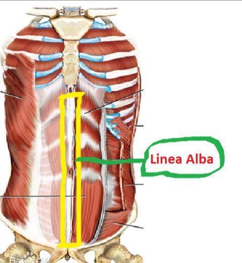 腹白線是由身體兩側的腹橫肌腱膜和腹內,外斜肌交織而成,這條線的實際
