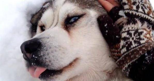 哈士奇躺在雪地上一动不动,主人心慌了,二哈的表情亮了_生活_狗狗
